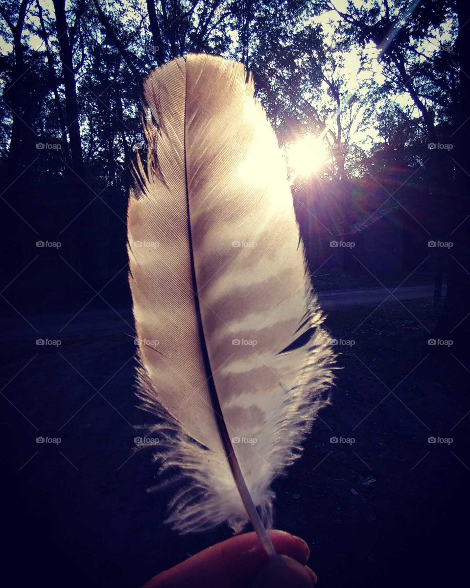 Feather, No Person, Bird, Nature, Light