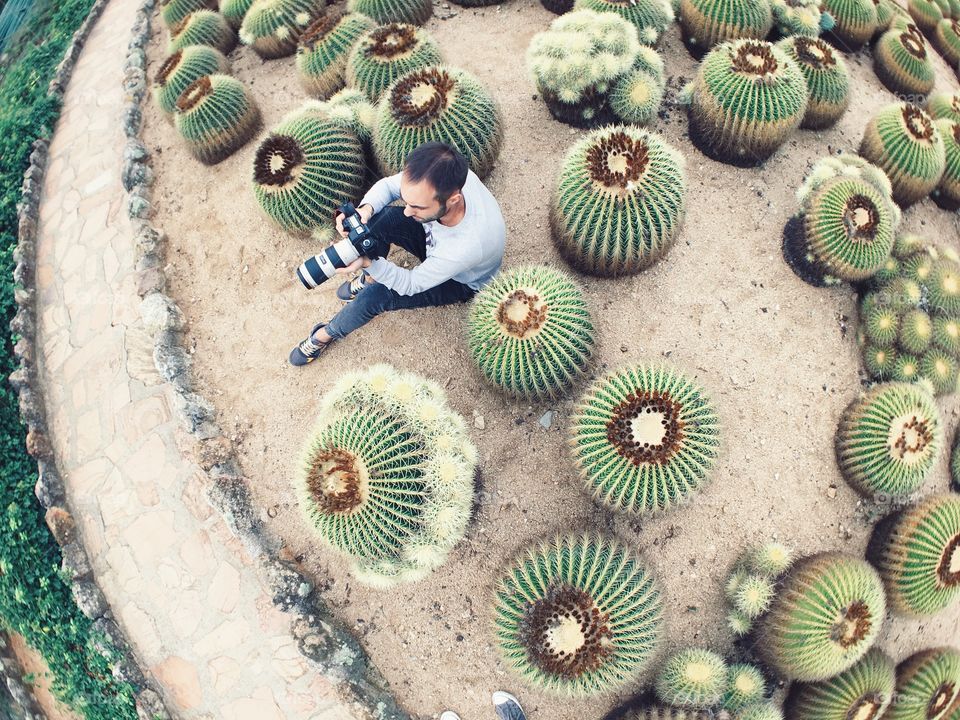 Camouflage in cacti