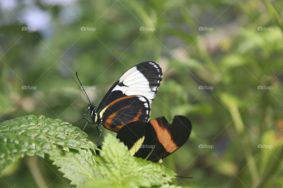 Capturing a brightly colored butterfly. 