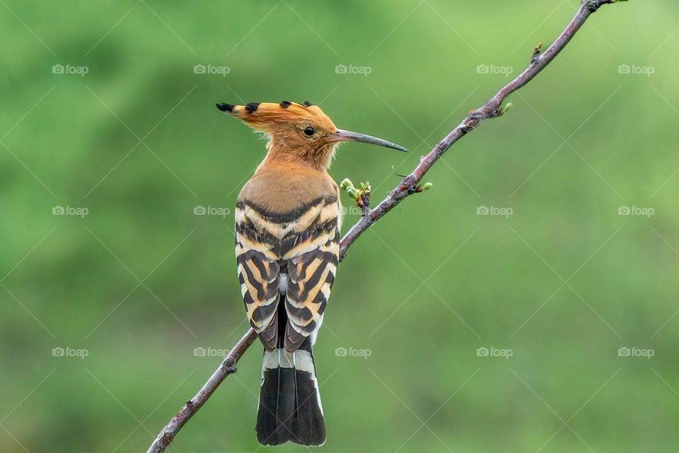 Mission Birds&Bees - Nature in Motion