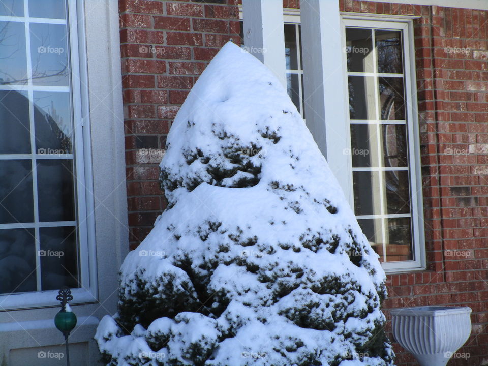 Snow tree 