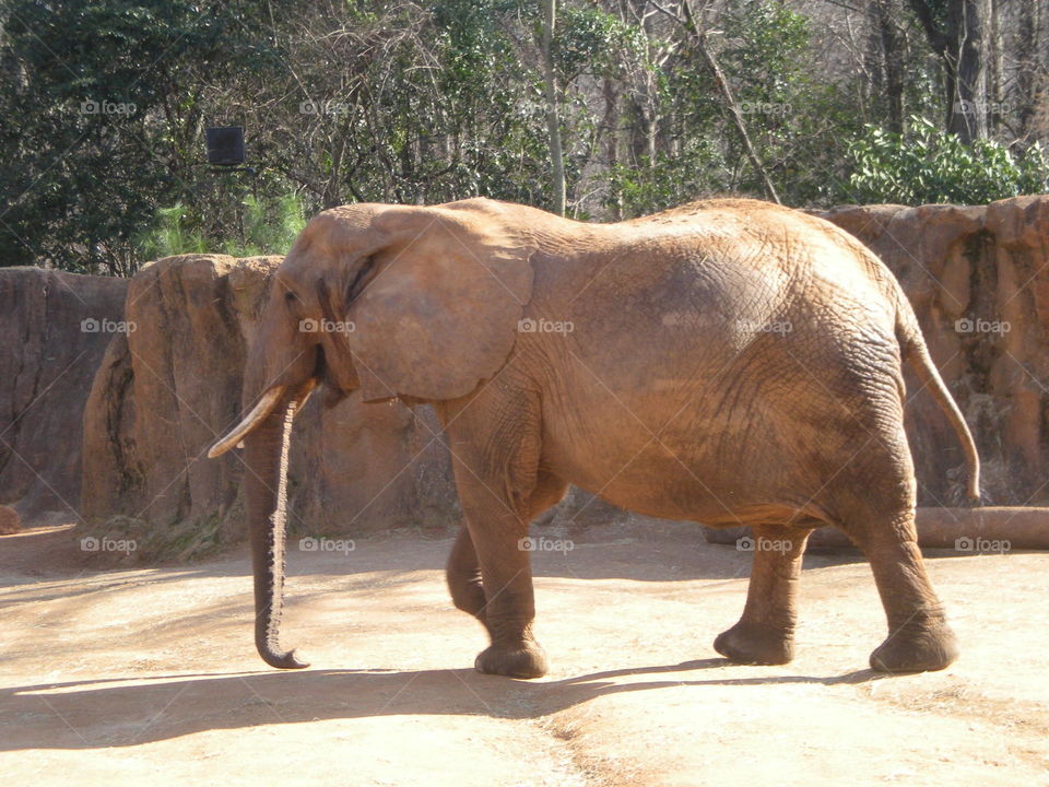 elephant profile . Asian Elephant 