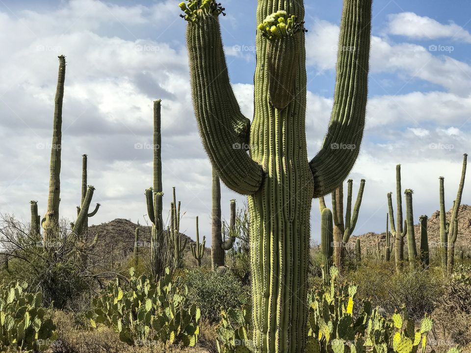 Nature - Desert Landscape 