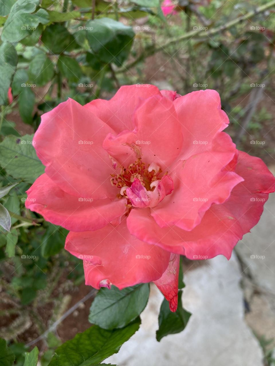 🌹 🇺🇸 Very beautiful flowers to brighten our day.  Live nature and its beauty. Did you like the delicate petals? / 🇧🇷 Flores muito bonitas para alegrar nosso dia. Viva a natureza e sua beleza. Gostaram das pétalas delicadas? 