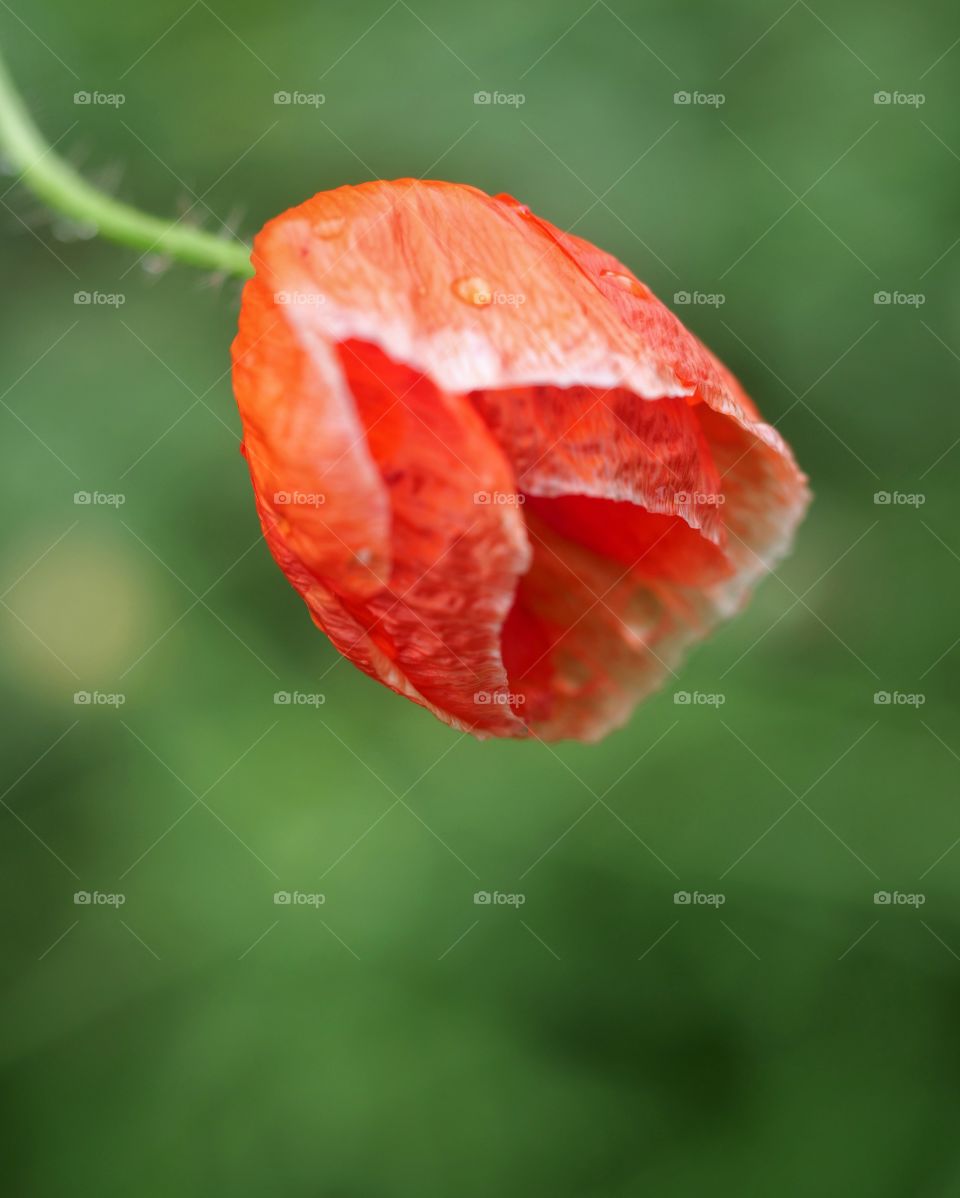 Close-up of poppy flower