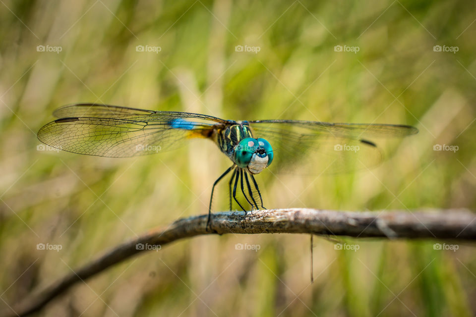 Blue Eyed Dragon Fly