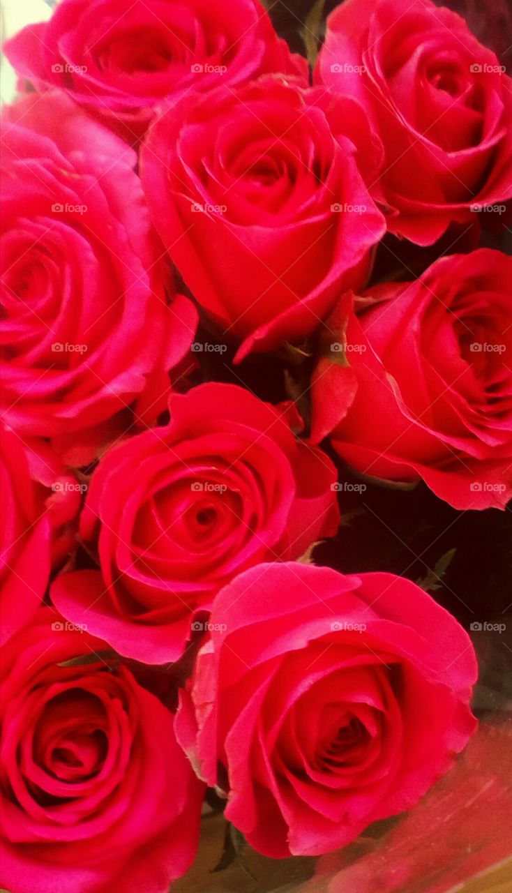 Gorgeous  blooming red bright roses
