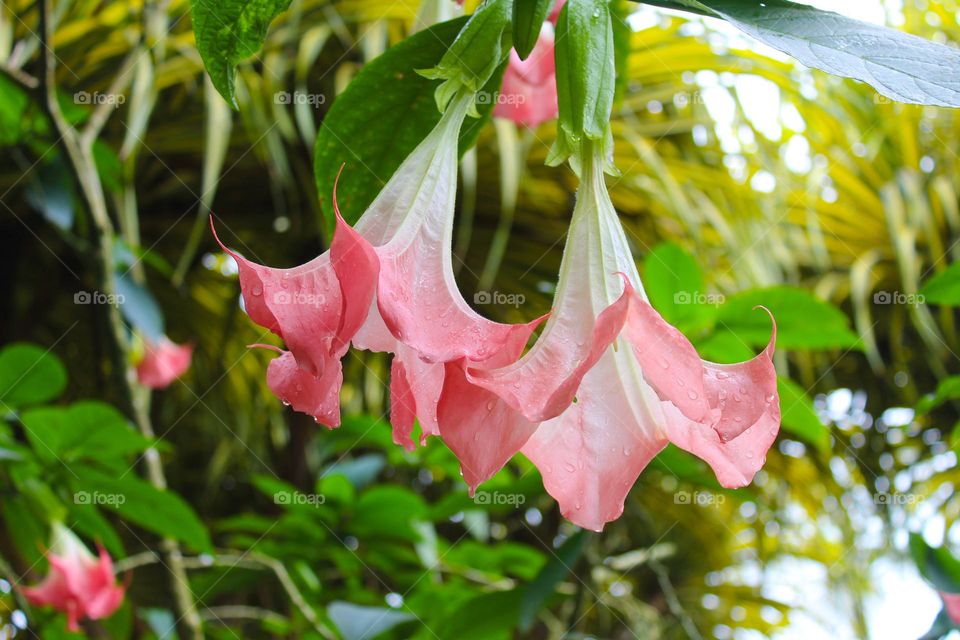 Brugmansia or Angel trumpet is a beautiful tropical and poisonous flower.  Tropical climate