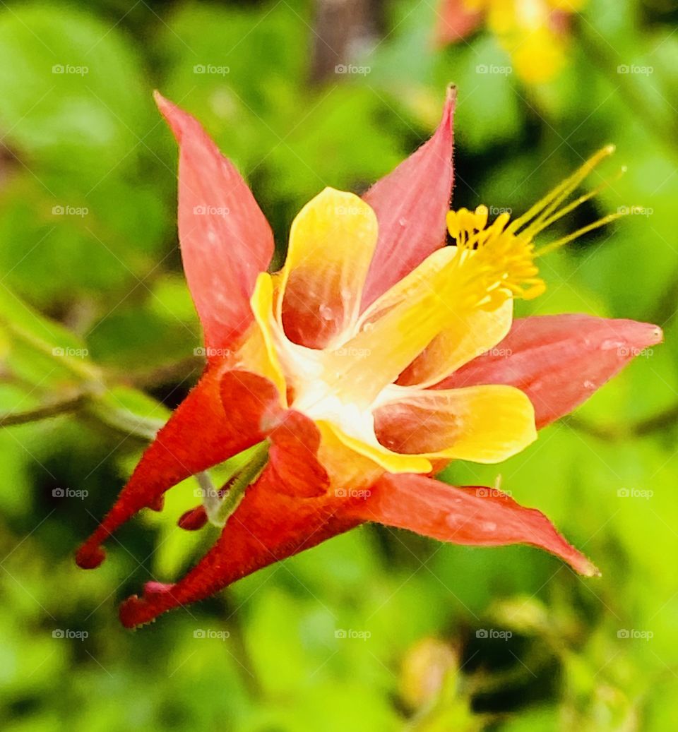 Delicate yet complex bloom of a red & yellow mountain columbine only adds to the beauty of its surroundings 