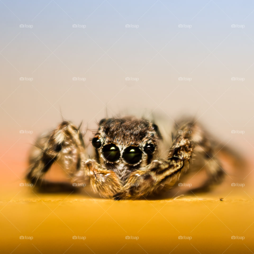 Jumping spiders have four pairs of eyes. They have excellent vision with among the highest acuities in invertebrates. They have amazing 360° view.