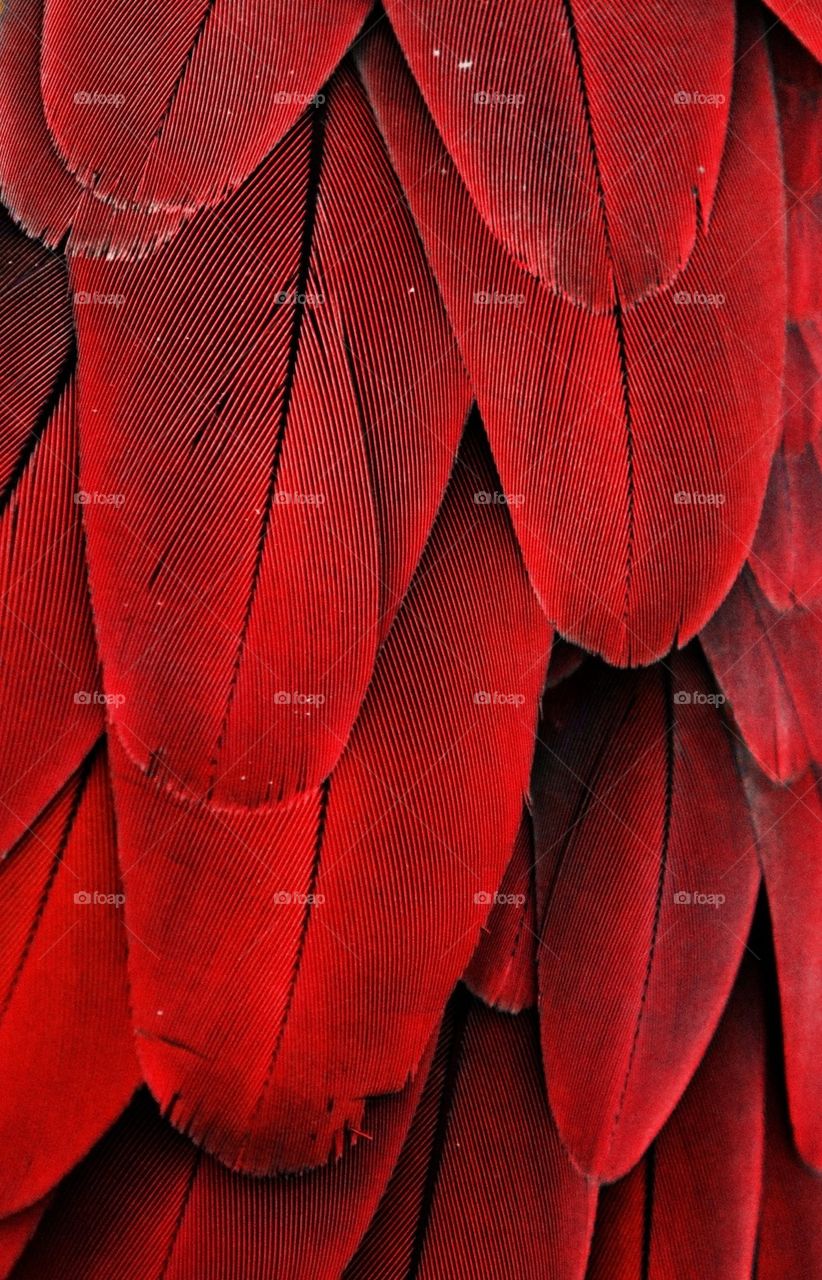 Red Feathers