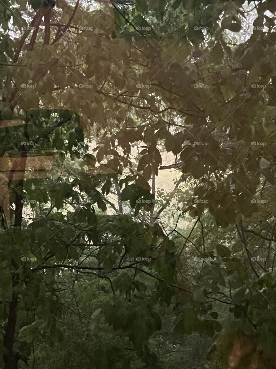 Raining in trees