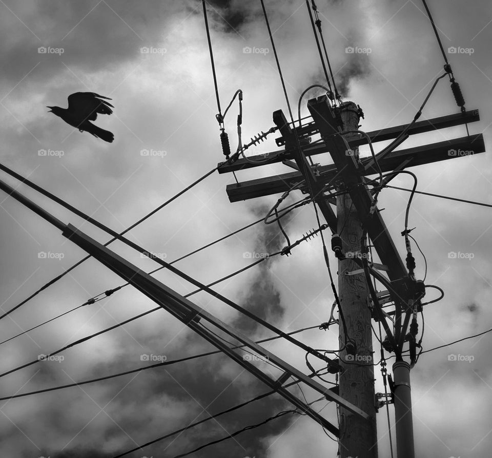 Crow flying past a utility pole and power lines