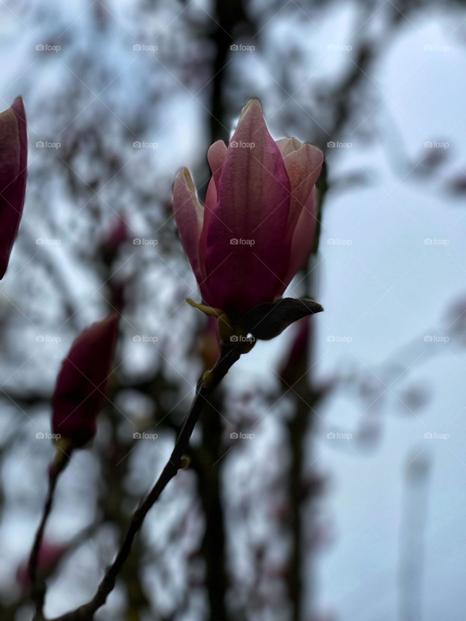 Magnolia in March