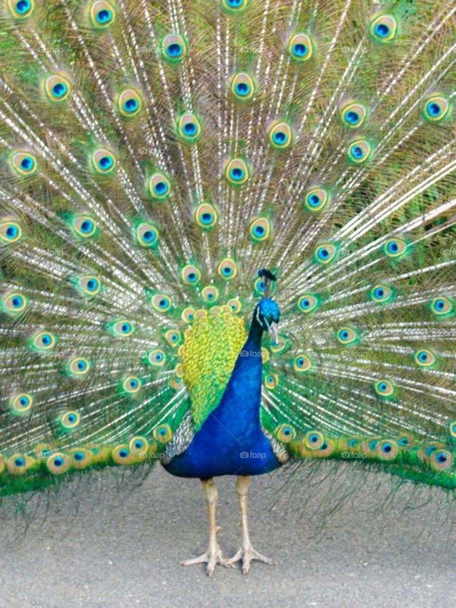 Peacock