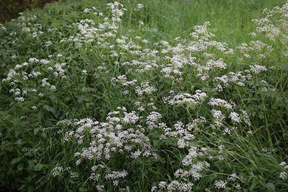 Wiesenkerbel am Wegesrand