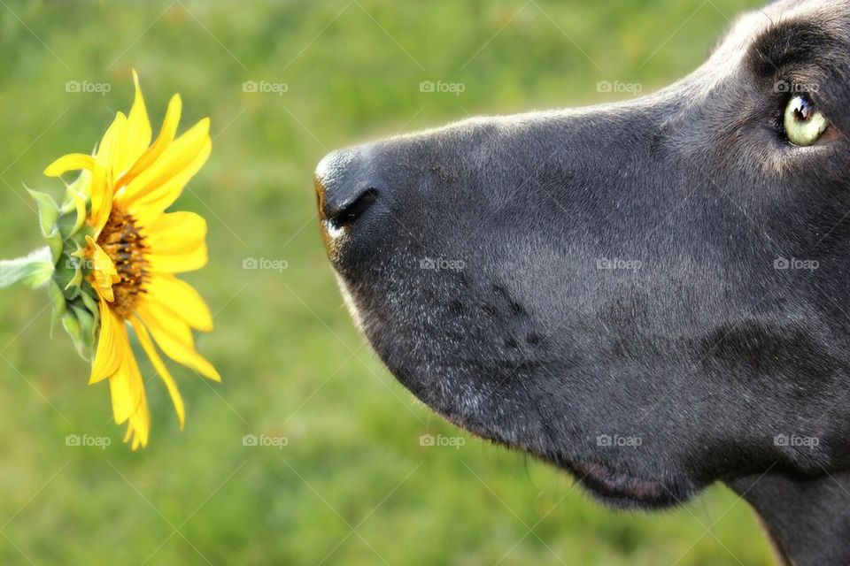 Stop and Smell the Flowers 