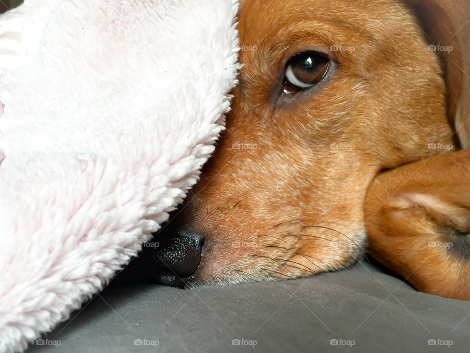 Not coming out from this blanket