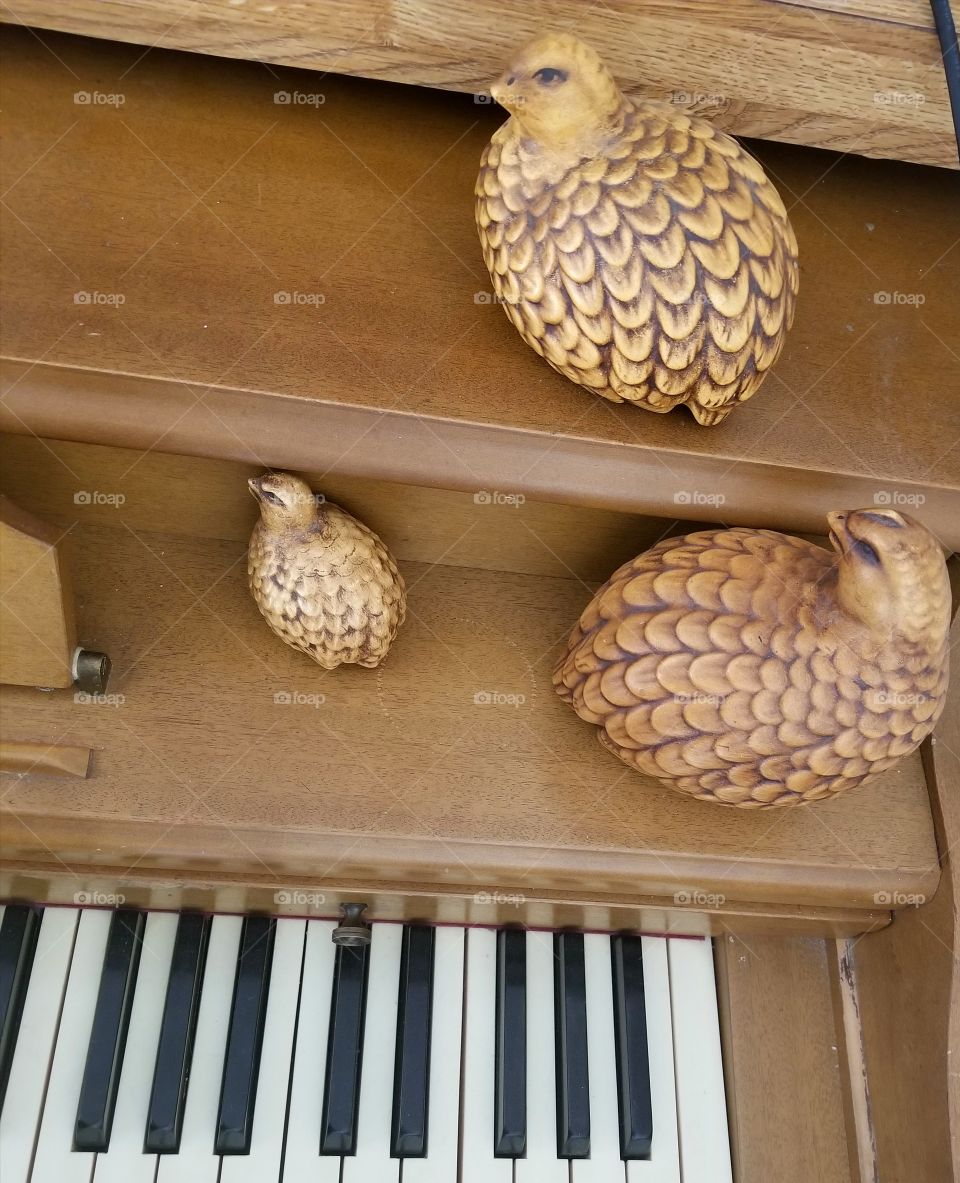 Bird on piano
