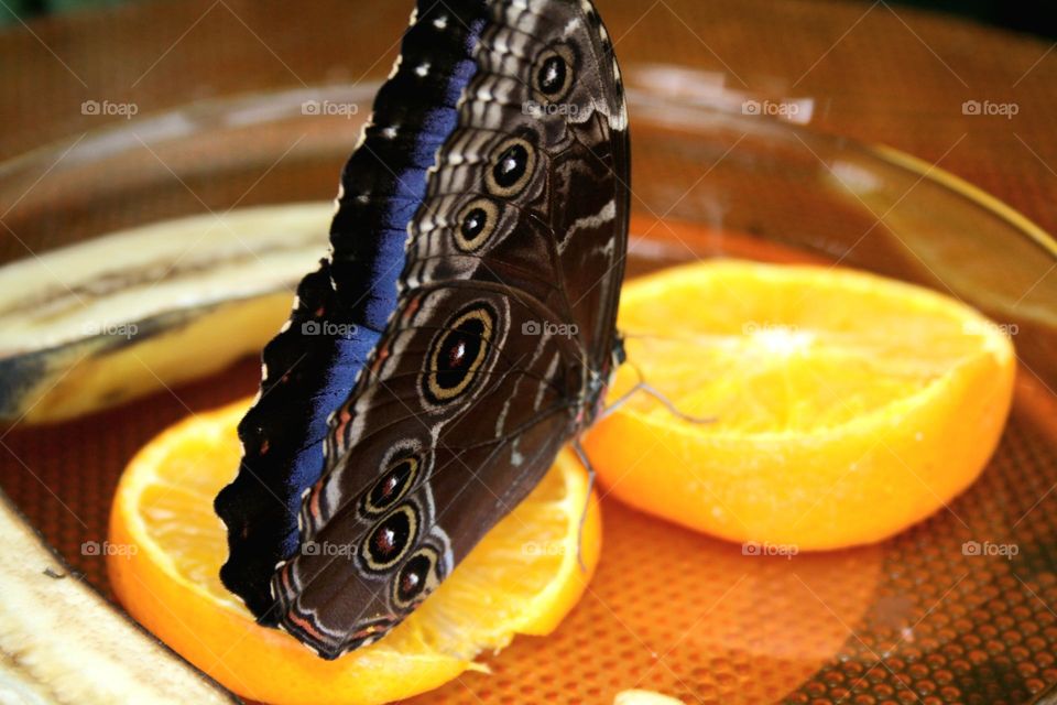 Beautiful blue Morpho Butterfly