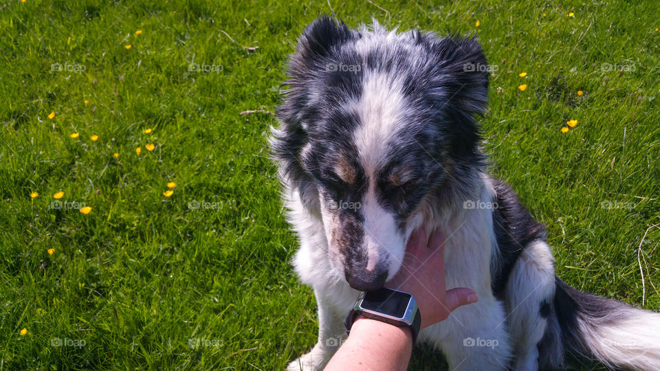 A dog, a hand, a smartwatch