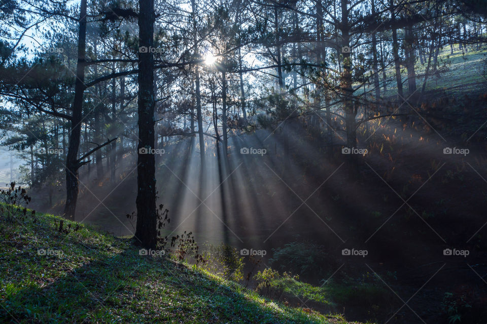 Ray through the pine wood