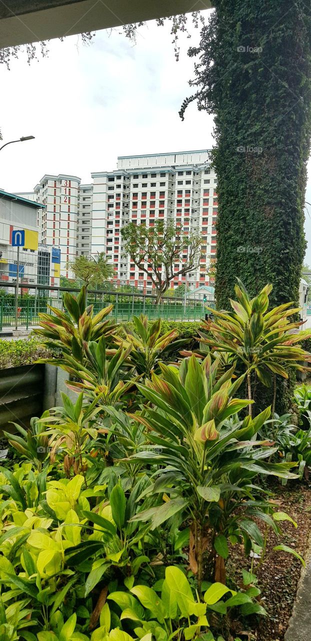 urban over bridge filled with beautiful greenery