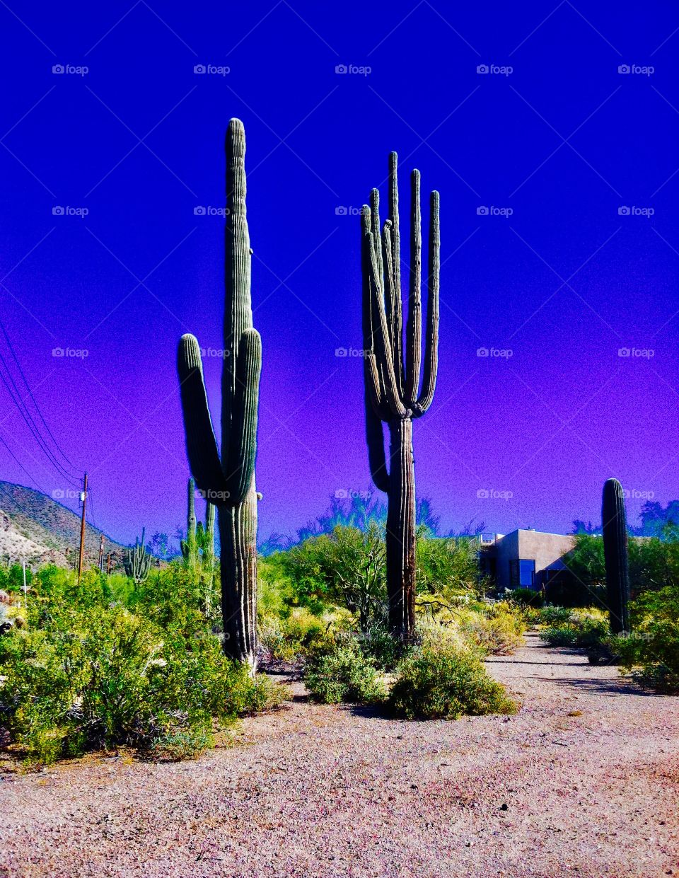 Cactus landscape 