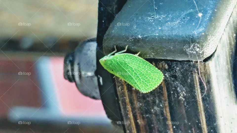 leaf bug