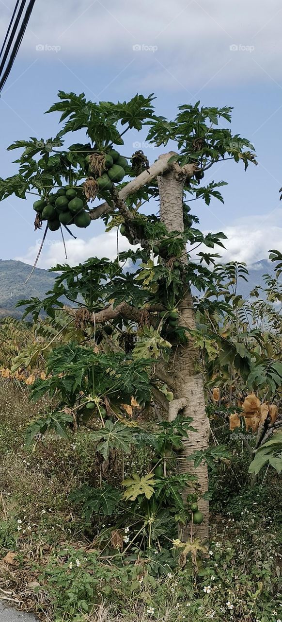 looks like a weird papaya