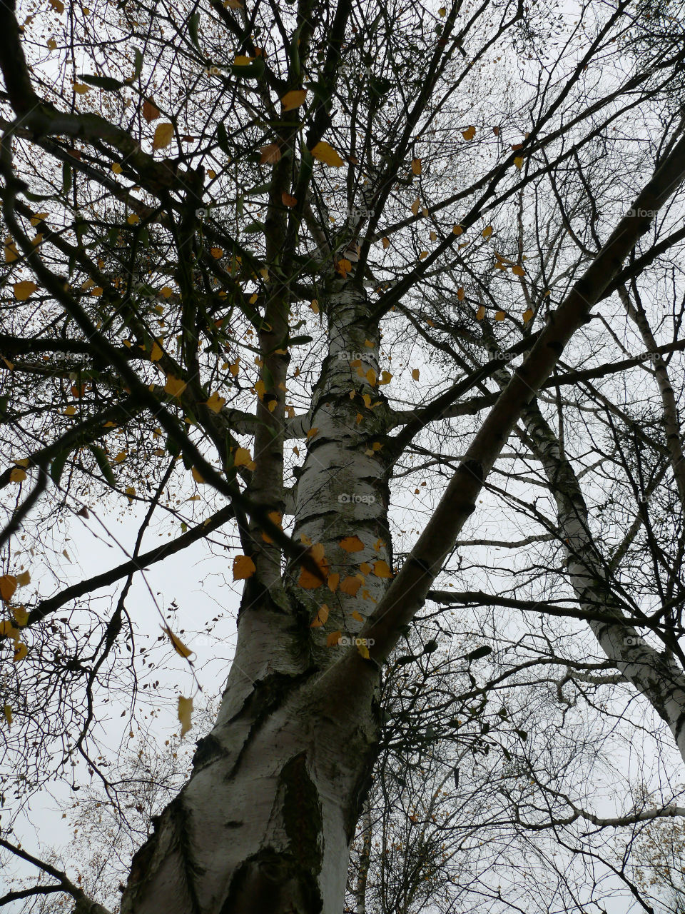 Low angle view of tree