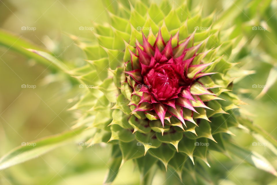 Close-up of spiked flower