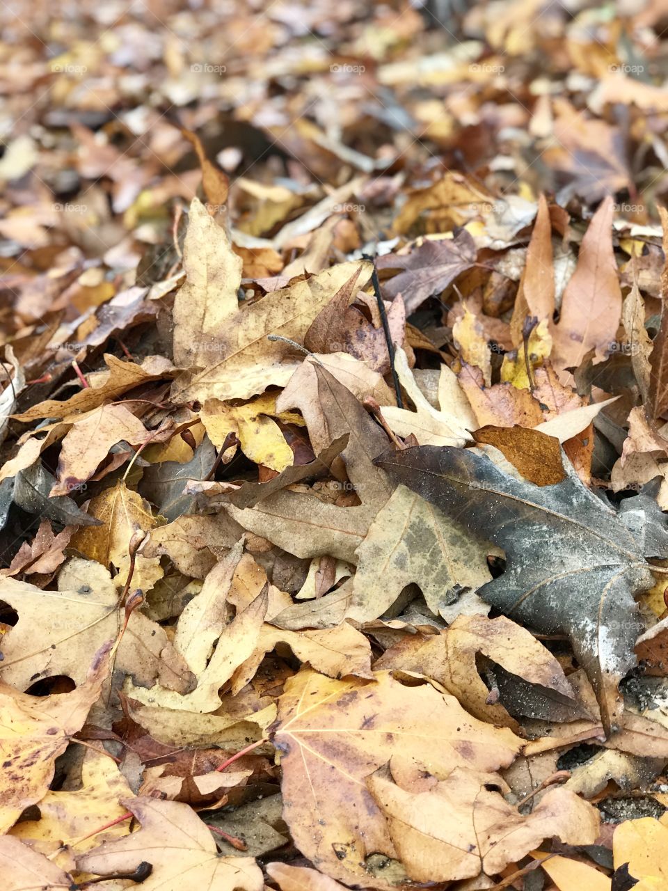 Fallen leaves with one gray toned leaf in bottom corner 