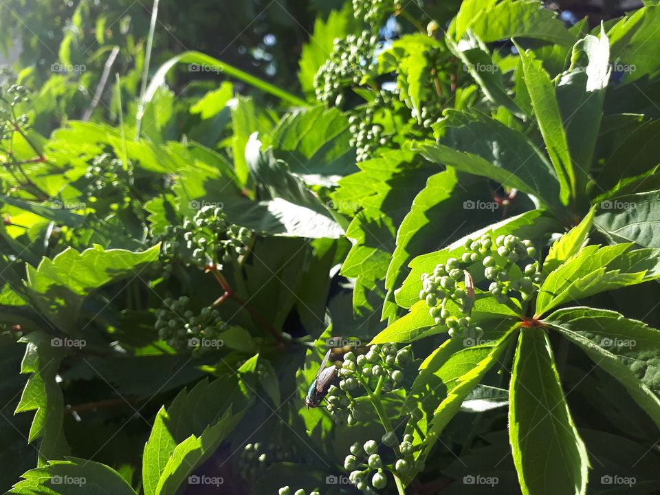 Green berries of Parthenocissus Quinquefolia (Virgina Creeper) in the sunlight