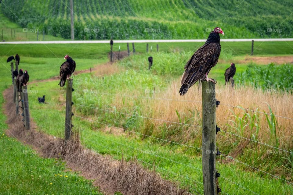 Turkey Vultures man their post. Raleigh, North Carolina. 