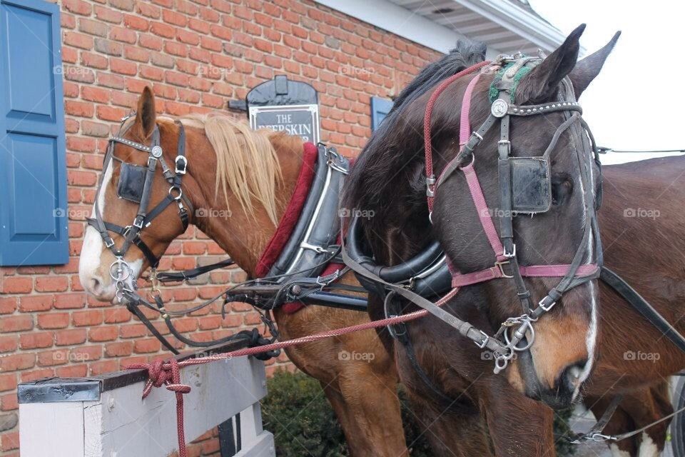 Amish horses