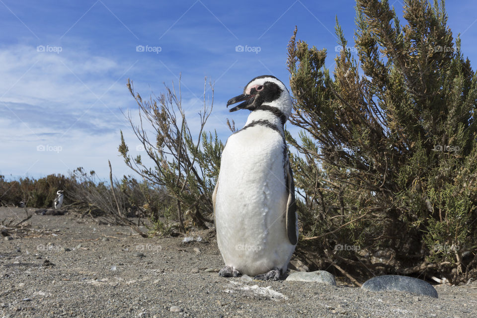 Pinguenera Faro Cabo Virgenes.