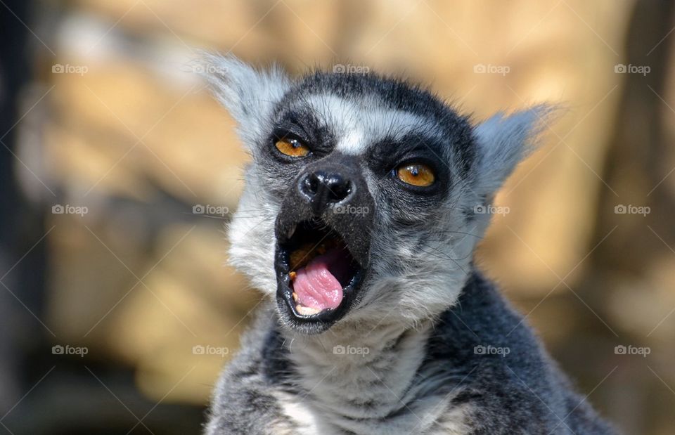 Front view of a lemur with it's mouth open