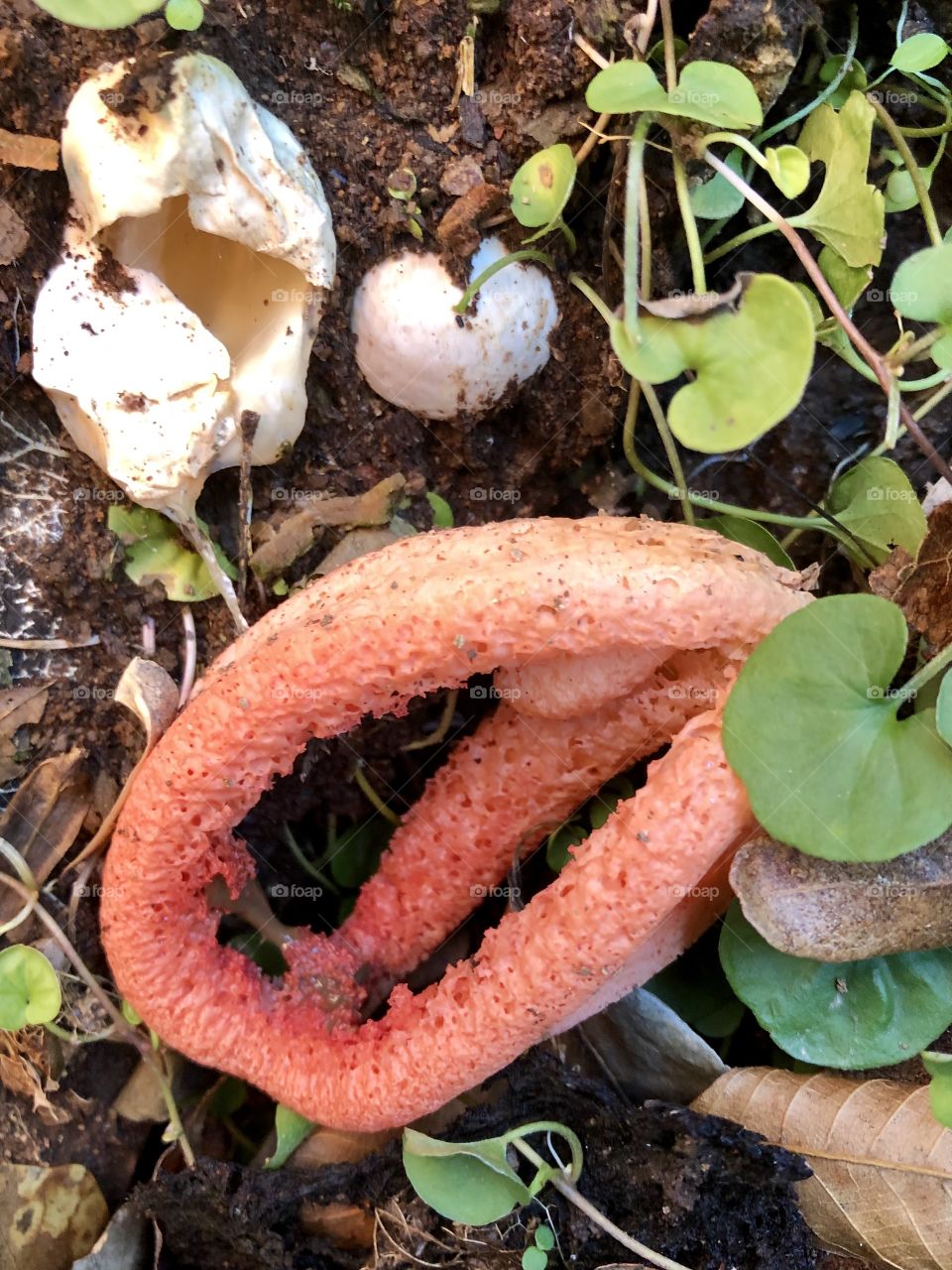 Brightly colored orange-red tiny flowering fungus’ colors pop as it’s released from its’ white covers.