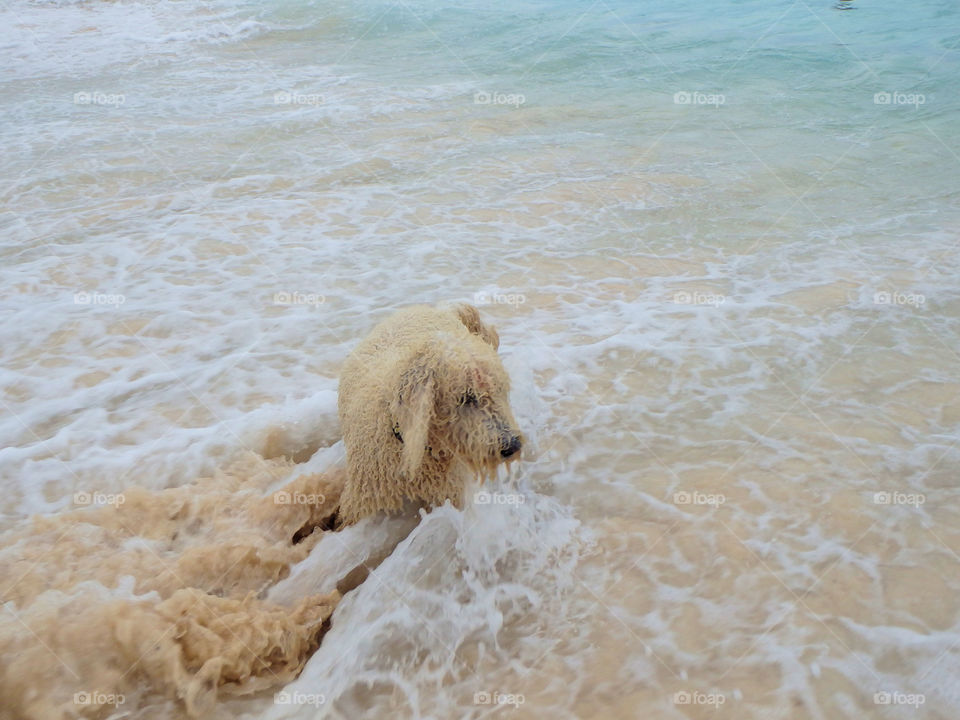 Dog on beach