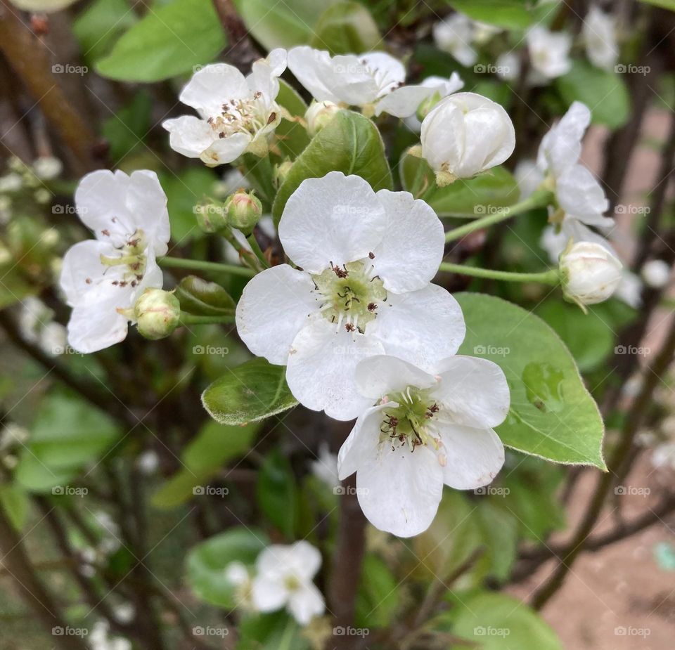 🌹 🇺🇸 Very beautiful flowers to brighten our day.  Live nature and its beauty. Did you like the delicate petals? / 🇧🇷 Flores muito bonitas para alegrar nosso dia. Viva a natureza e sua beleza. Gostaram das pétalas delicadas? 