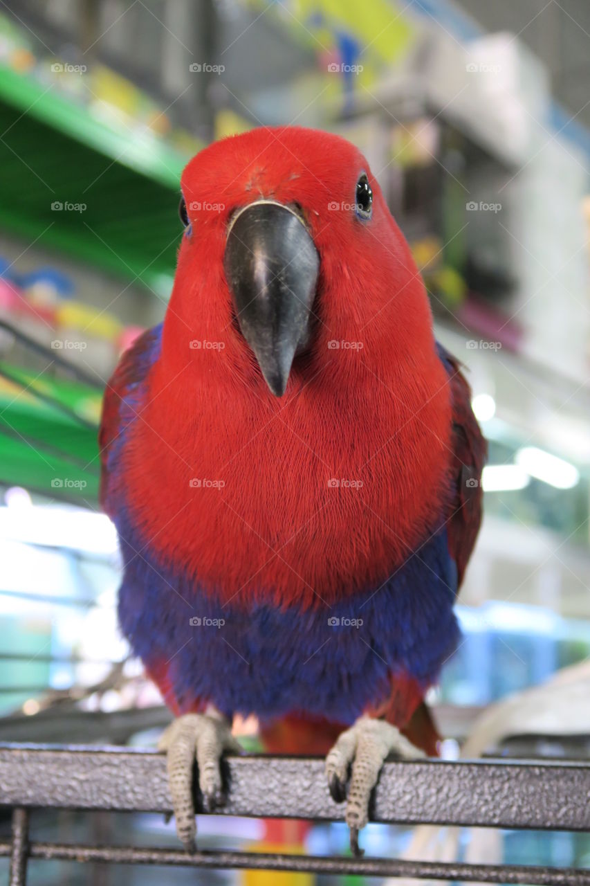 beautiful parrot