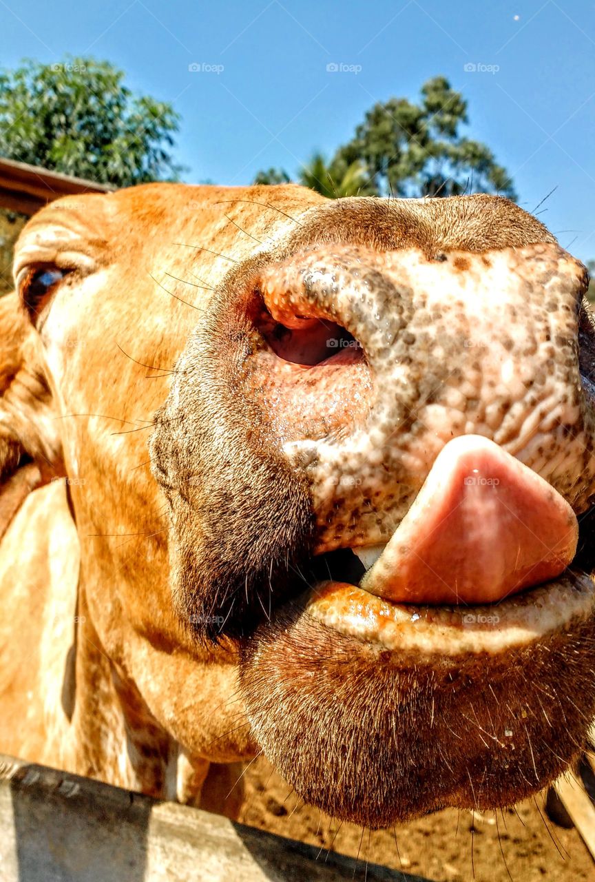 Dando língua para tristeza.