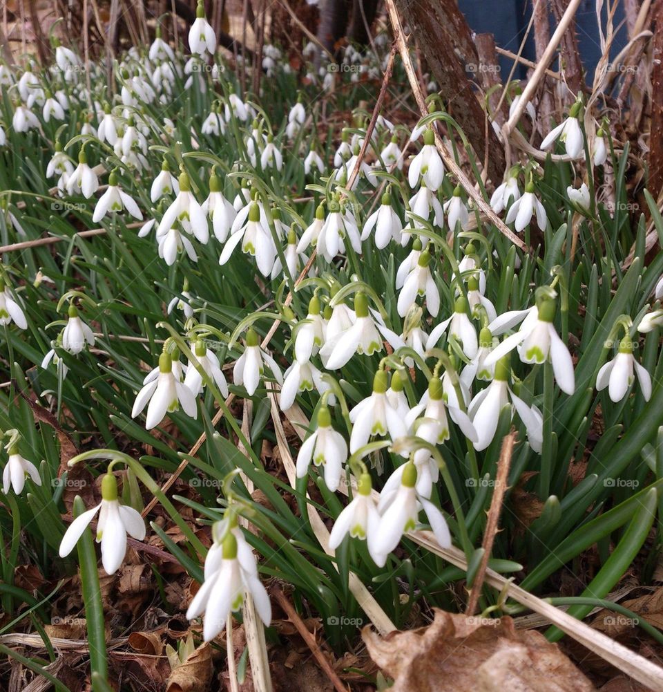 Snowdrops