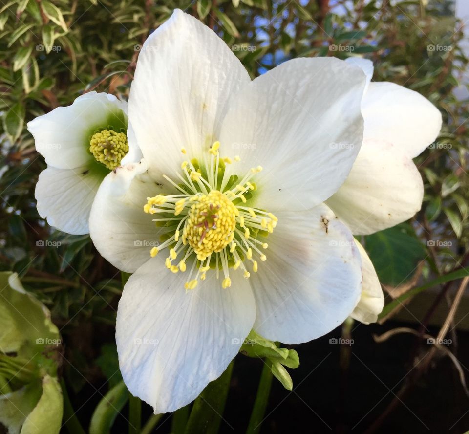 Christmas rose. 