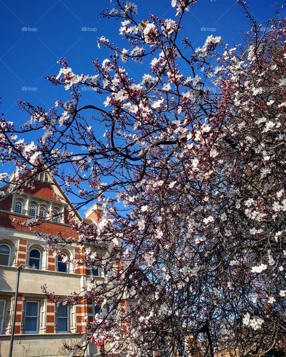 Spring buds in Wimbledon