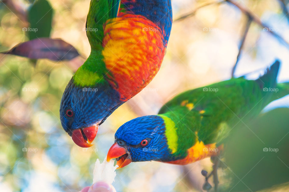 Rainbow lorikeets