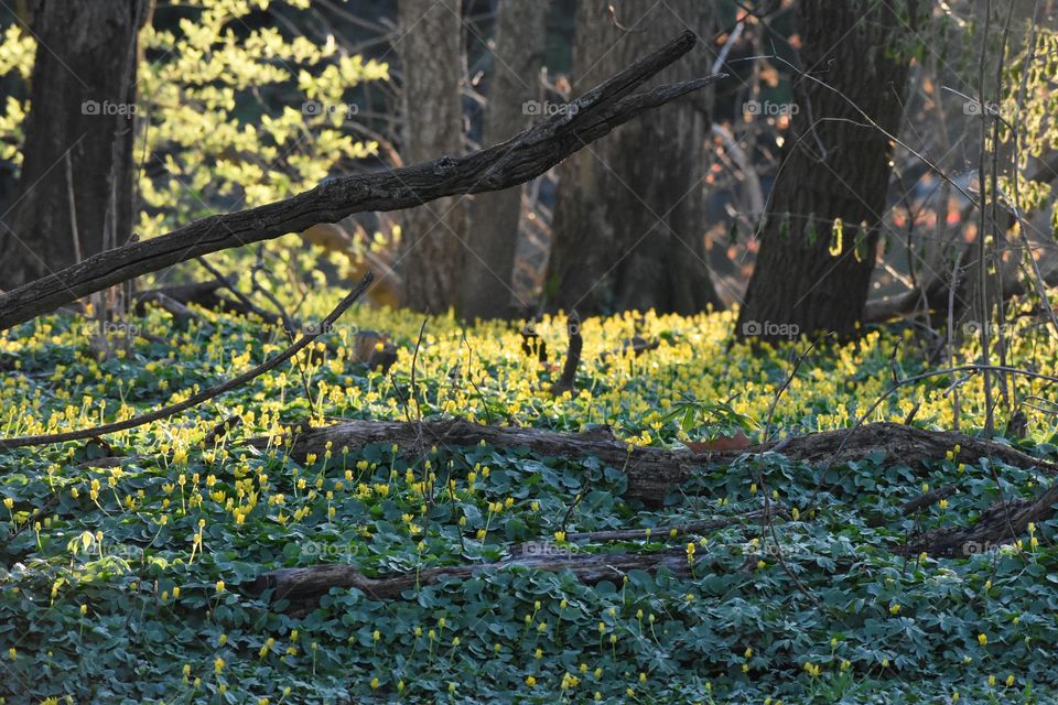 Scenic view of wildflowers in forest