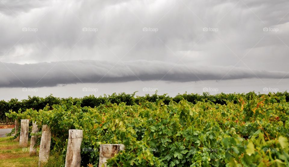 Roll cloud over the vines 