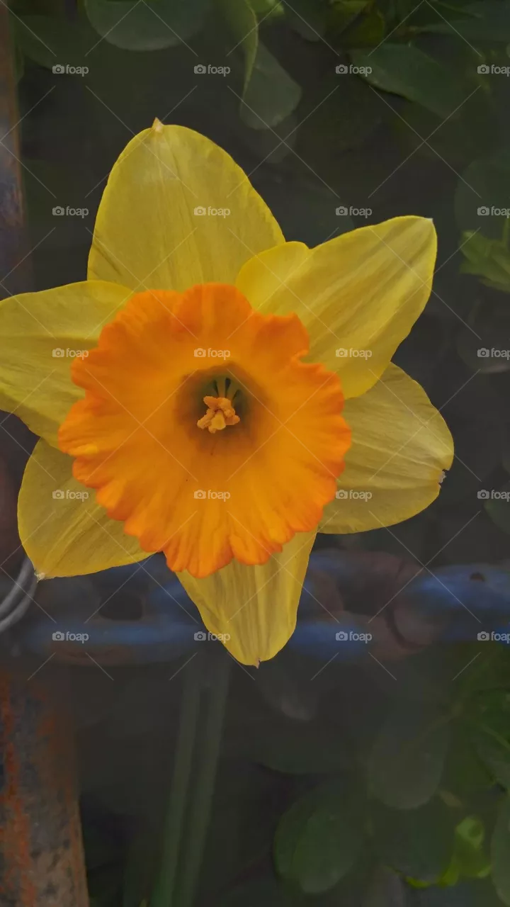 yellow flower